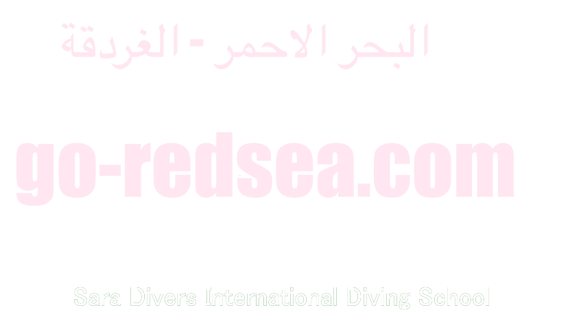 Sara divers Napoleon fish