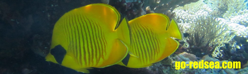 PADI SPEcIaLTY